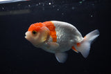 Juvenile Lionchu  Red White 3.5 Inch (ID#1213R11b-17) Free2Day SHIPPING