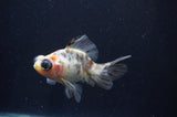 Butterfly  Calico 3.5 Inch (ID#408B8b-37) Free2Day SHIPPING