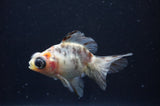 Butterfly  Calico 3.5 Inch (ID#408B8b-37) Free2Day SHIPPING