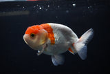 Juvenile Lionchu  Red White 3.5 Inch (ID#1213R11b-17) Free2Day SHIPPING