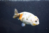 Milk Cow Ranchu  Calico 3.5 Inch (ID#1011R9a-64) Free2Day SHIPPING