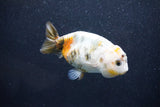 Milk Cow Ranchu  Calico 3.5 Inch (ID#1011R9a-64) Free2Day SHIPPING