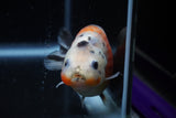 Juvenile Ranchu  Calico 3.5 Inch (ID#1129R9b-65) Free2Day SHIPPING