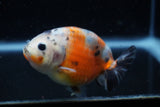 Juvenile Ranchu  Calico 3.5 Inch (ID#1129R9b-65) Free2Day SHIPPING