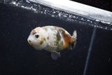 Milk Cow Ranchu  Calico 3.5 Inch (ID#1011R9a-64) Free2Day SHIPPING