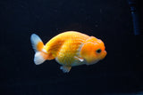 Juvenile Lionchu  Red White 4 Inch (ID#1217R11b-7) Free2Day SHIPPING