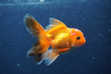 Juvenile Thai Oranda  Red Black 3.5 Inch (ID#321T13b-67) Free2Day SHIPPING. Please see notes