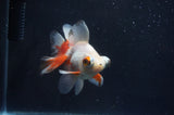 Butterfly  Red White 3.5 Inch (ID#408B8b-38) Free2Day SHIPPING
