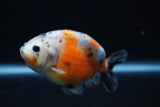 Juvenile Ranchu  Calico 3.5 Inch (ID#1129R9b-65) Free2Day SHIPPING