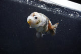 Milk Cow Ranchu  Calico 3.5 Inch (ID#1011R9a-64) Free2Day SHIPPING