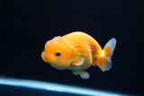 Juvenile Lionchu  Red White 4 Inch (ID#1217R11b-7) Free2Day SHIPPING