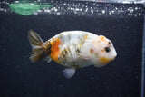 Milk Cow Ranchu  Calico 3.5 Inch (ID#1011R9a-64) Free2Day SHIPPING