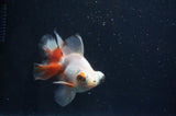Butterfly  Red White 3.5 Inch (ID#408B8b-38) Free2Day SHIPPING