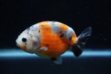 Juvenile Ranchu  Calico 3.5 Inch (ID#1129R9b-65) Free2Day SHIPPING