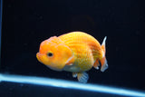 Juvenile Lionchu  Red White 4 Inch (ID#1217R11b-7) Free2Day SHIPPING