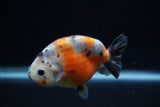 Juvenile Ranchu  Calico 3.5 Inch (ID#1129R9b-65) Free2Day SHIPPING