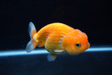 Juvenile Lionchu  Red White 4 Inch (ID#1217R11b-7) Free2Day SHIPPING