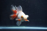 Butterfly  Red White 3.5 Inch (ID#408B8b-38) Free2Day SHIPPING