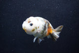 Milk Cow Ranchu  Calico 3.5 Inch (ID#1011R9a-64) Free2Day SHIPPING