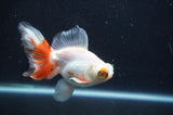 Butterfly  Red White 3.5 Inch (ID#408B8b-38) Free2Day SHIPPING