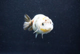 Milk Cow Ranchu  Calico 3.5 Inch (ID#1011R9a-64) Free2Day SHIPPING