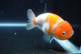 Ranchu  Sakura 3 Inch (ID#1001R5c-71) Free2Day SHIPPING