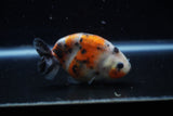 Juvenile Ranchu  Calico 3.5 Inch (ID#1129R9b-65) Free2Day SHIPPING