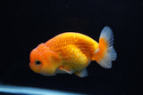 Juvenile Lionchu  Red White 4 Inch (ID#1217R11b-7) Free2Day SHIPPING