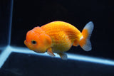 Juvenile Lionchu  Red White 4 Inch (ID#1217R11b-7) Free2Day SHIPPING