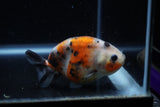 Juvenile Ranchu  Calico 3.5 Inch (ID#1129R9b-65) Free2Day SHIPPING