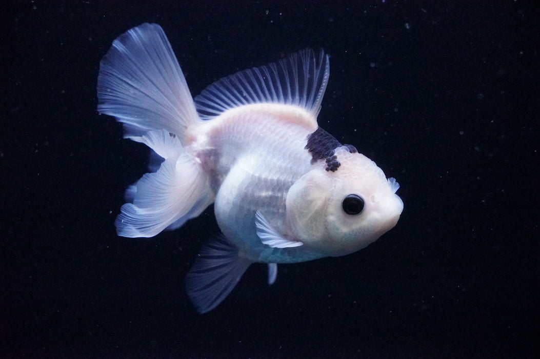 Thai Oranda  Panda 4.5 Inch (ID#1114T8a-47) Free2Day SHIPPING Please See Notes