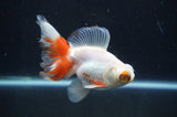 Butterfly  Red White 3.5 Inch (ID#408B8b-38) Free2Day SHIPPING