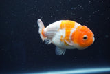 Ranchu  Sakura 3 Inch (ID#1001R5c-71) Free2Day SHIPPING