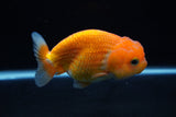 Juvenile Lionchu  Red White 4 Inch (ID#1217R11b-7) Free2Day SHIPPING