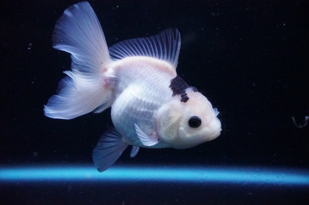 Thai Oranda  Panda 4.5 Inch (ID#1114T8a-47) Free2Day SHIPPING Please See Notes