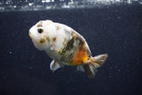 Milk Cow Ranchu  Calico 3.5 Inch (ID#1011R9a-64) Free2Day SHIPPING