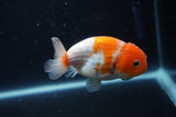 Ranchu  Sakura 3 Inch (ID#1001R5c-71) Free2Day SHIPPING