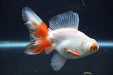 Butterfly  Red White 3.5 Inch (ID#408B8b-38) Free2Day SHIPPING