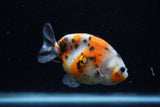 Juvenile Ranchu  Calico 3.5 Inch (ID#1129R9b-65) Free2Day SHIPPING