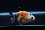 Juvenile Ranchu  Calico 3.5 Inch (ID#1129R9b-65) Free2Day SHIPPING