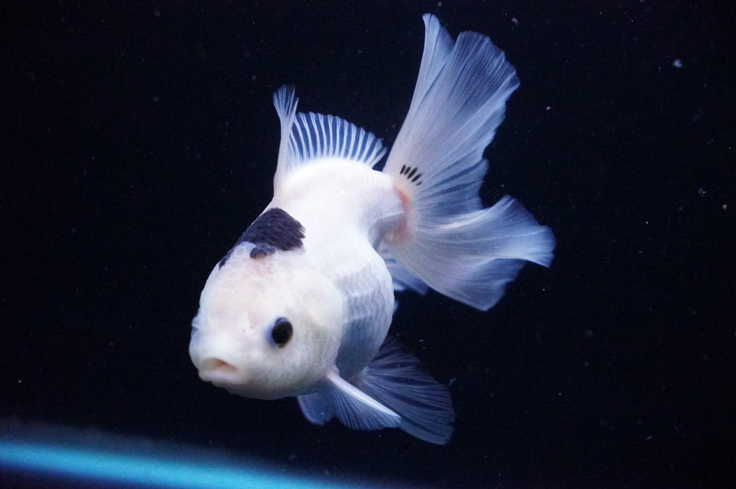 Thai Oranda  Panda 4.5 Inch (ID#1114T8a-47) Free2Day SHIPPING Please See Notes