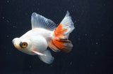 Butterfly  Red White 3.5 Inch (ID#408B8b-38) Free2Day SHIPPING