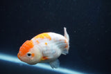 Ranchu  Sakura 3 Inch (ID#1001R5c-71) Free2Day SHIPPING