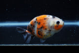 Juvenile Ranchu  Calico 3.5 Inch (ID#1129R9b-65) Free2Day SHIPPING