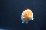 Ranchu  Sakura 3 Inch (ID#1001R5c-71) Free2Day SHIPPING