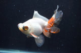 Butterfly  Red White 3.5 Inch (ID#408B8b-38) Free2Day SHIPPING