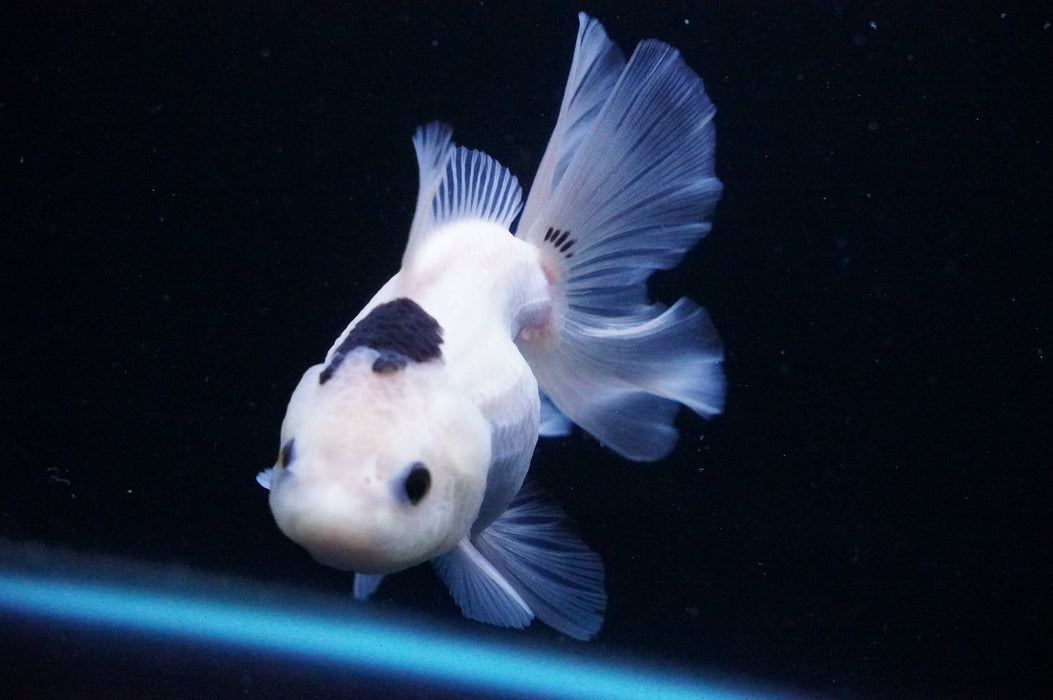 Thai Oranda  Panda 4.5 Inch (ID#1114T8a-47) Free2Day SHIPPING Please See Notes