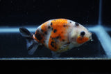 Juvenile Ranchu  Calico 3.5 Inch (ID#1129R9b-65) Free2Day SHIPPING