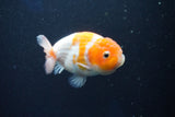 Ranchu  Sakura 3 Inch (ID#1001R5c-71) Free2Day SHIPPING