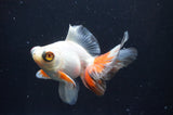 Butterfly  Red White 3.5 Inch (ID#408B8b-38) Free2Day SHIPPING